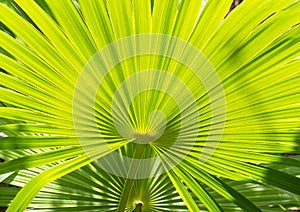 Palm Leaves Background photo