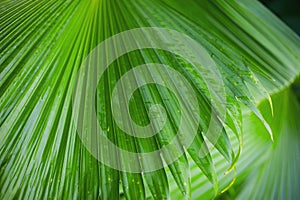 Palm leaves background, beautiful tree, Palm Sunday