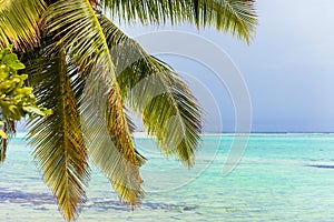 Palm leaves on a background of the Indian ocean, Male, Maldives.