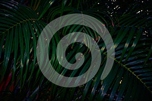 Palm leaves Background, plant of leaf green jungle nature, abstract dark background and wallpaper, for design