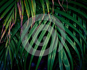 Palm leaves Background, plant of leaf green jungle nature, abstract dark background and wallpaper, for design