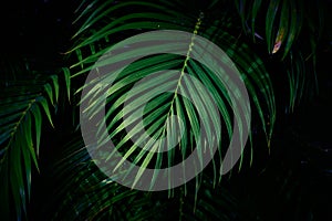 Palm leaves Background, plant of leaf green jungle nature, abstract dark background and wallpaper, for design