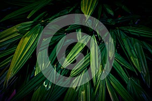 Palm leaves Background, plant of leaf green jungle nature, abstract dark background and wallpaper, for design