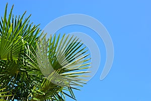 Palmera hojas 