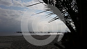 Palm Leaves And Beach