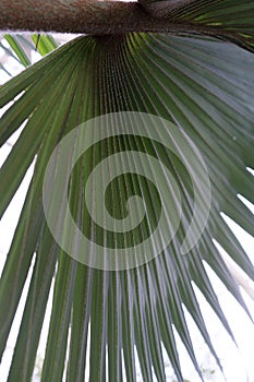 Palm leaves of bismarckia nobilis arecaceae, bismarckpalm from madagascar