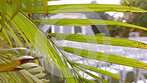 PALM LEAVES BLOWING 4k video