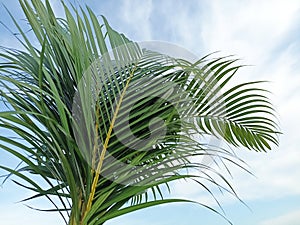Palm leaves on blue sky background. Natural green palm leaf pattern backgrounds