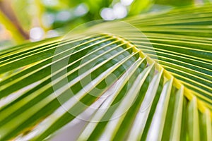 Palm leaves blurred background. Tropical nature pattern, soft sunlight bokeh jungle