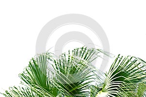 Palm leaves with branches and sunlight on white isolated background