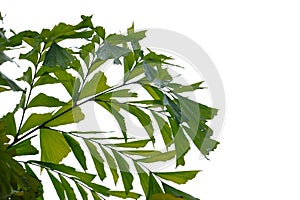 Palm leaves with branches on white isolated background