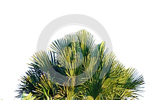 Palm leaves with branches on white isolated background for green foliage backdrop