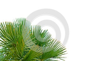 Palm leaves with branches on white isolated background for green foliage backdrop