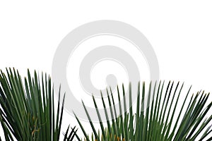 Palm leaves with branches on white isolated background for green foliage backdrop