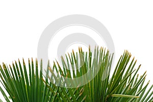 Palm leaves with branches on white isolated background for green foliage backdrop