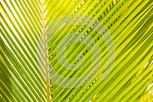 Palm leaves bright green background under sunlight. Tropical nature pattern