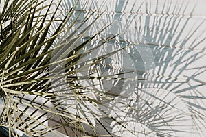 Palm leaves cast shadow on white wooden wall