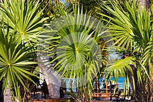 Palm leaves, Cayo Largo, Cuba. Close-up.