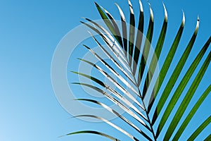 Palm leaves in clear blue sky. Summer, tropical and palm sunday background.