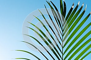 Palm leaves in clear blue sky. Summer, tropical and palm sunday background.