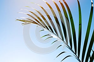 Palm leaves in clear blue sky. Summer, tropical and palm sunday background.