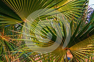 Palm leaves close up