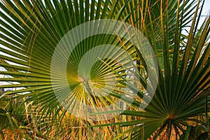 Palm leaves close up