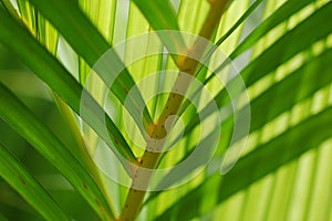 Palm leaves Close-up