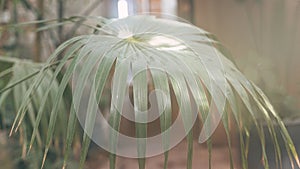 Palm leaves close-up, sunny day. The sun on the green leaves of the palm. Nature background, pattern