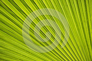 Palm leaves close up in sunshine, Palm trees at tropical coast in summer,