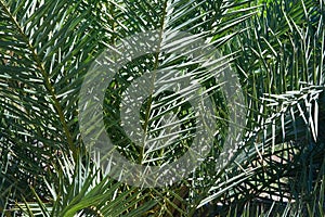 Palm leaves closeup in green garden