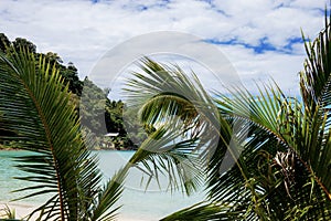 Palm leaves with cloud background