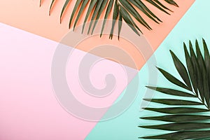 Palm leaves on colored paper. Summer mood, tropical background, blank