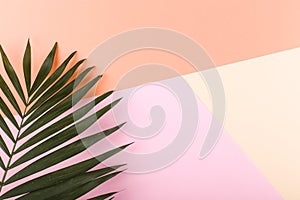 Palm leaves on colored paper. Summer mood, tropical background, blank