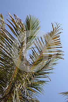 Palm leaves, crown, against the blue sky