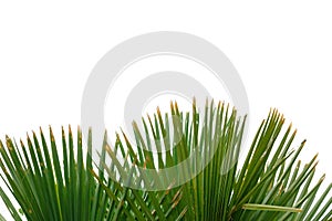 Palm leaves with a curved pattern on white isolated background