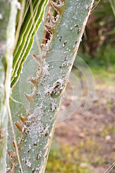 Palm leaves densely covered with scale insects. Mealy mealybug.