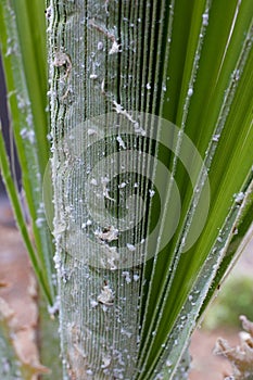 Palm leaves densely covered with scale insects. Mealy mealybug.