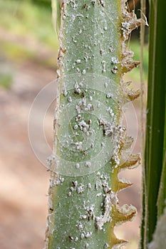 Palm leaves densely covered with scale insects. Mealy mealybug.