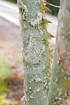 Palm leaves densely covered with scale insects. Mealy mealybug.