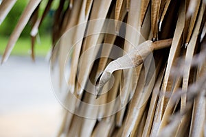 Palm leaves of dries in park