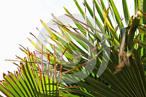 Palm leaves with dry brown edge on white background. Leaves of talipot palm. Selective focus