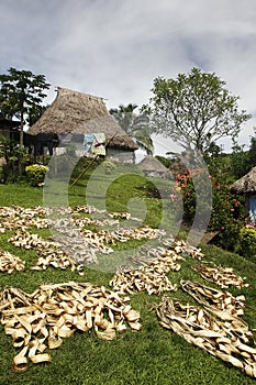 Palm leaves drying in Navala village, Viti Levu, Fiji