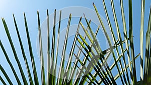 Palm leaves in the form of a fan on the background of the sky, texture