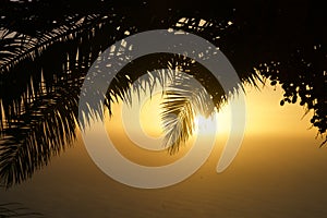 Palm leaves in front of a sundown