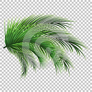 Palm leaves. Green leaf of palm tree on transparent background. Floral background