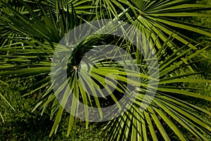 Palm leaves green pattern, abstract tropical background