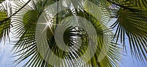 Palm Leaves Green Pattern, Abstract Tropical Background. Background of Tropical Palm Leaves, Close-up of Coconut