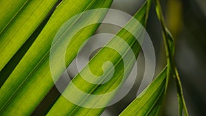 Palm leaves green pattern, abstract tropical green background