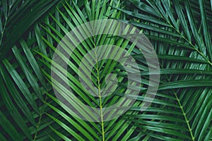 Palm leaves, greenery background